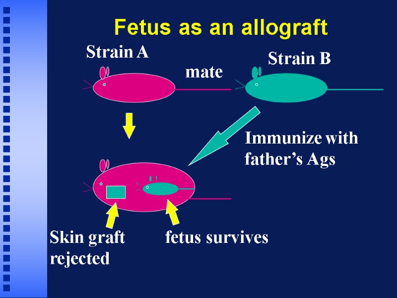Fetus as an allograft Strain A Strain B mate fetus survives Skin graft 